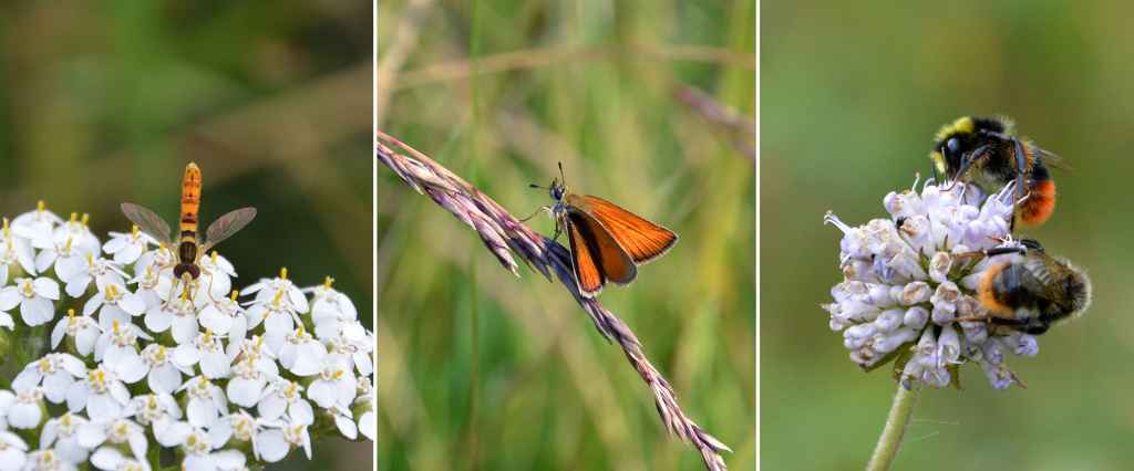 Insekterna producerar tjänster som är nödvändiga för människan och resten av naturen. Foto: Jani Järvi.