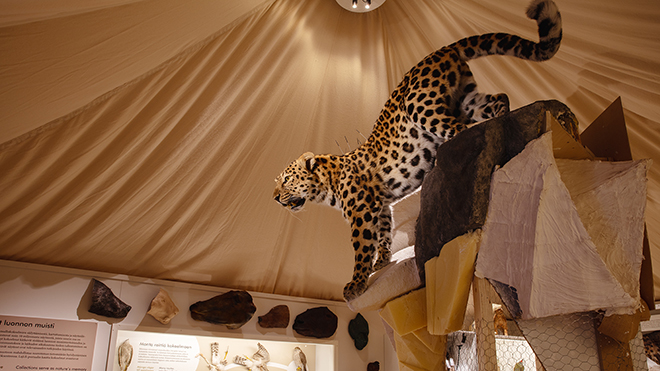 Juhlat metsässa -näyttelyssä voi kohdata amurinleopardin. Kuva Emma Suominen