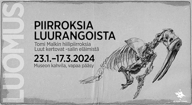 Tomi Malkin hiilipiirroksia Luonnontieteellisen museon Luut kertovat –näyttelyn luurangoista museon kahvilassa 23.1.–17.3.2024. 