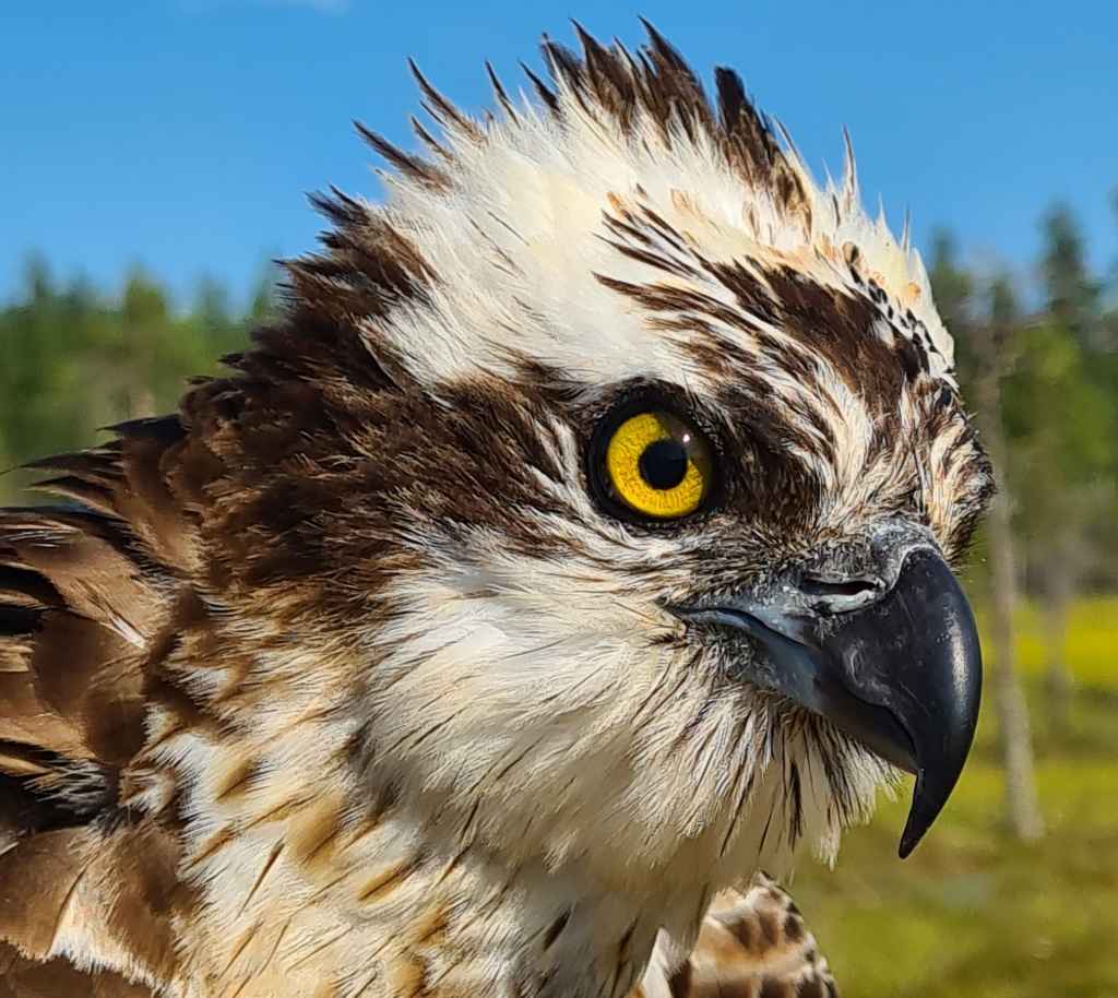 Kasper the Satellite Osprey