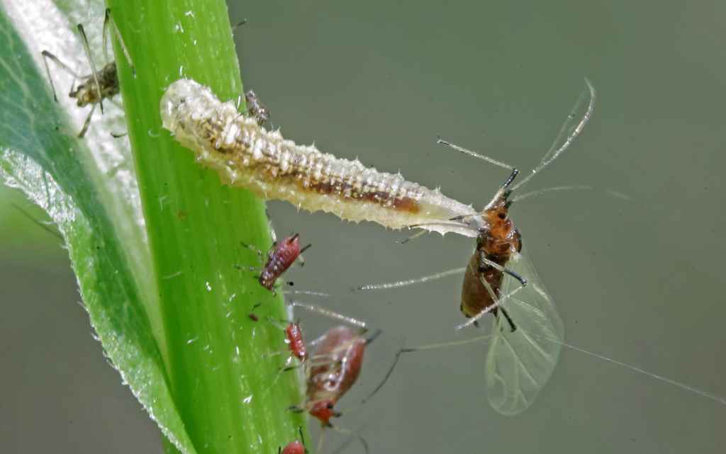 Hoverfly larvae are effective at the biological control of aphids, thus helping to reduce the use of insecticides. In the photo, a fly larva is eating an adult aphid. Photo: Tuomo Virtanen