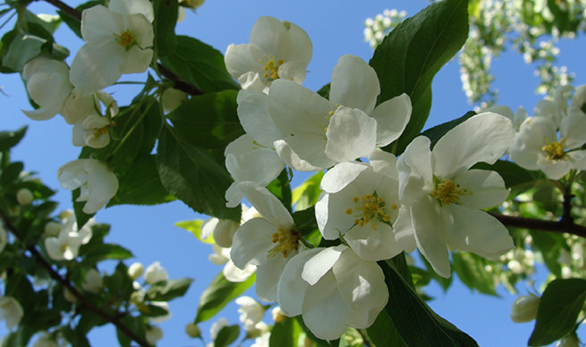 Alkukesä on hedelmäpuiden kukkimisaikaa. Kuva: Malus mandshurica / Mikael Lindholm Luomus