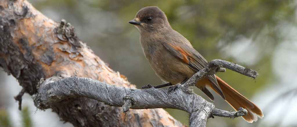 Kuukkeli on pohjoisen havumetsävyöhykkeen laji, jota uhkaavat niin ilmastonmuutos kuin vanhojen metsien häviäminen (© Petteri Lehikoinen)