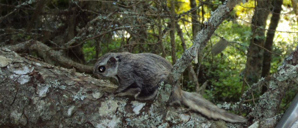 Liito-orava Andrea Santangeli