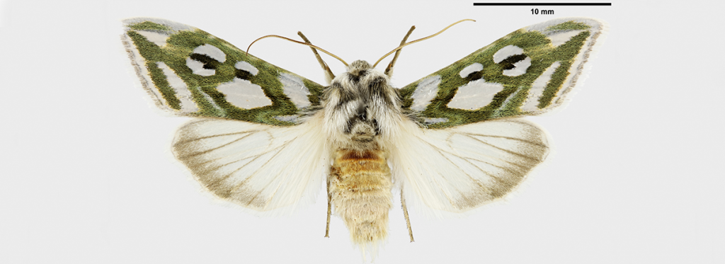 A digitised sample of Cucullia argentea. Kuva: Pekka Malinen/Luomus