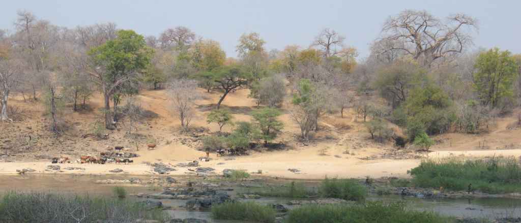 Picrite lava outcrops at Luenha River, Central Mozambique. Photo: Arto Luttinen.