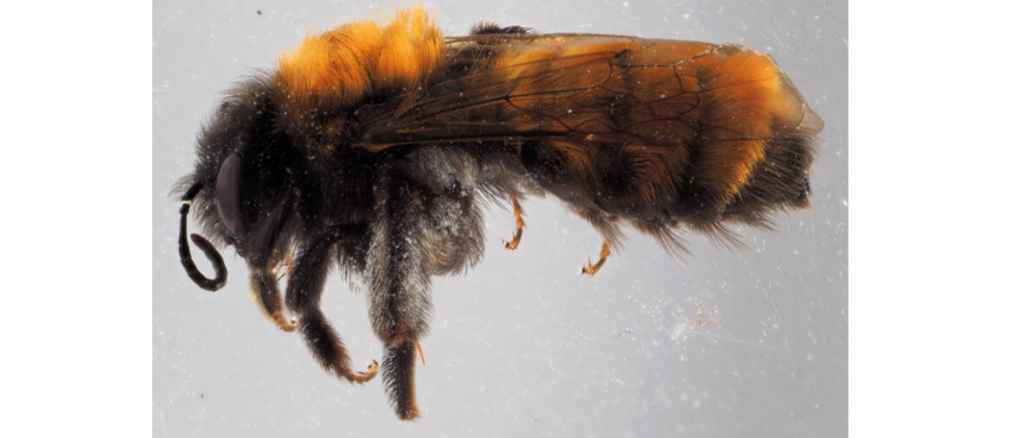 Ruostemaamehiläisen (Andrena fulva) naaras on hehkuvan värinsä vuoksi näyttävä ilmestys. Kuva: Meri Lähteenaro