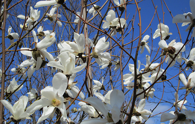 Pajumagnolia (Magnolia salicifolia) kukassa. Kuva: Paula Havas-Matilainen