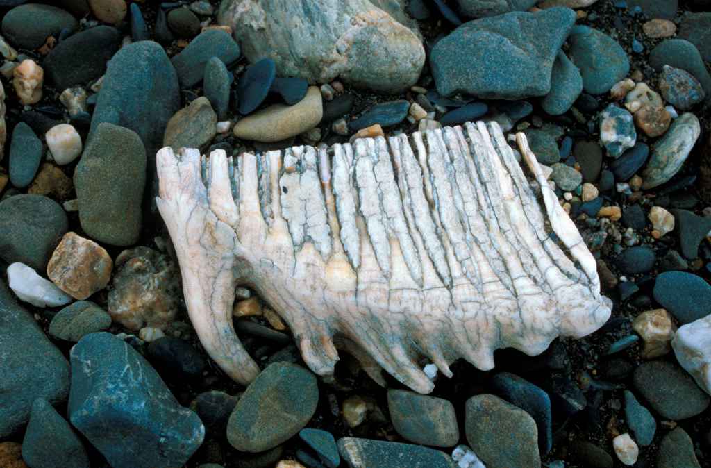 Mammoth tooth on the riverbank on Wrangel Island. Photo: Juha Karhu