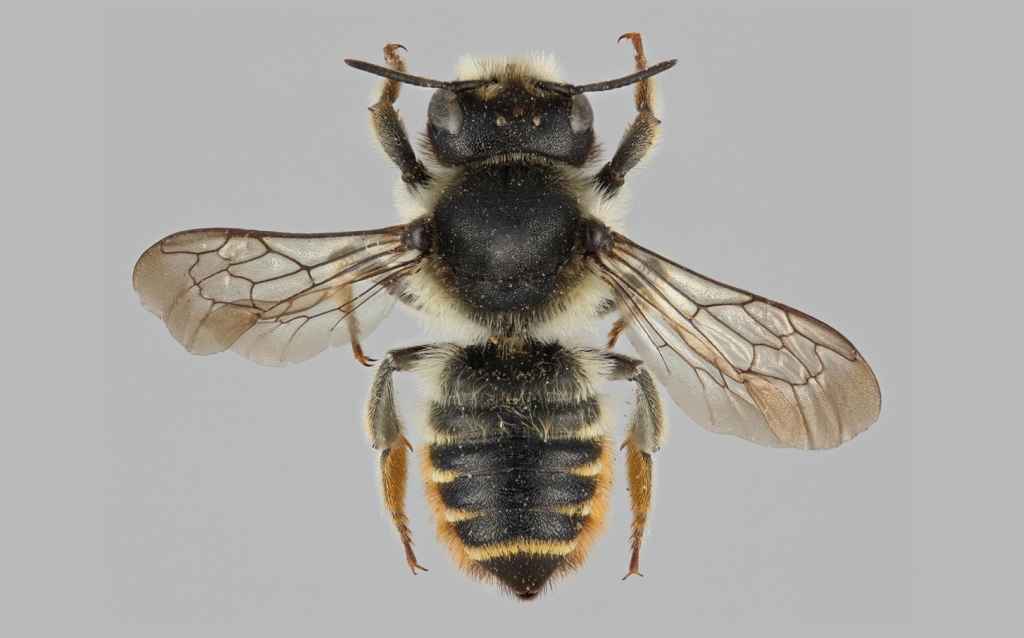 Kyttyräverhoilijamehiläinen (Megachile pyrenaea) on kolopesijä, joka tekee pesänsä maahan tai lahopuuhun. Se on Suomessa luokiteltu äärimmäisen uhanalaiseksi (CR). Monien muiden uhanalaisten hyönteislajien tavoin se hyötyisi kuolleen puuaineksen lisäämisestä maatalous- ja metsäelinympäristöissä. Kuvan yksilö on Luomuksen hyönteiskokoelmista. Kuva: Pekka Malinen.