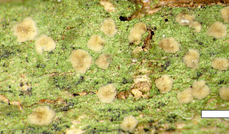 Micarea stellaris is one of the recently described lichen species. The name refers to ´star´ and comes from intensely shining crystals that are visible when studying it in polarised light. Scale bar 1 mm.