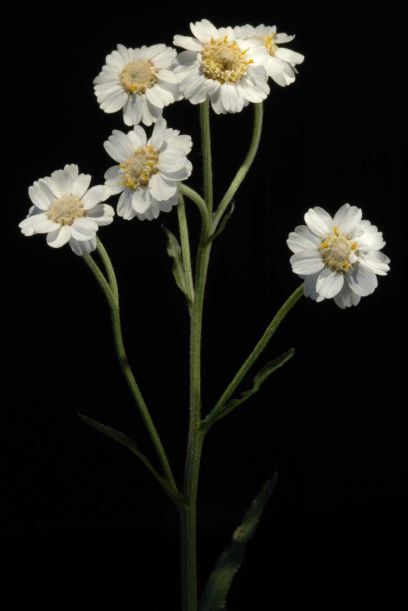 Achillea ptarmica, ojakärsämö Kuva: Jouko Rikkinen / Luomus