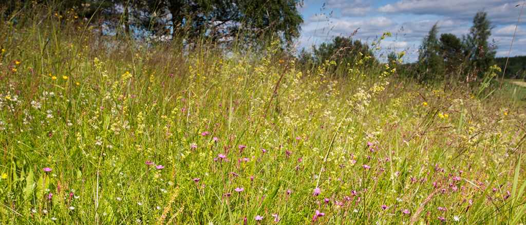 Blommande ängar är ett bättre alternativ för insekterna än en lågklippt gräsmatta med få växtarter. Bild: Pekka Malinen.