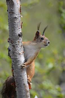 Eurasian red squirrel (Photo: Pinja Näkki)