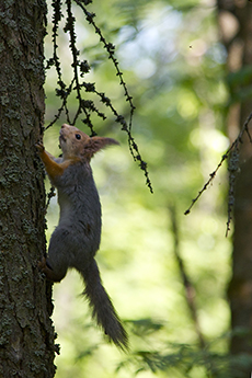 Red squirrel (photo: Pinja Näkki)