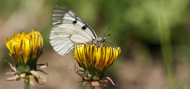 Pikkuapollo, Parnassius mnemosyne, on luokiteltu vaarantuneeksi lajiksi. Kuva: Pekka Malinen / Luomus