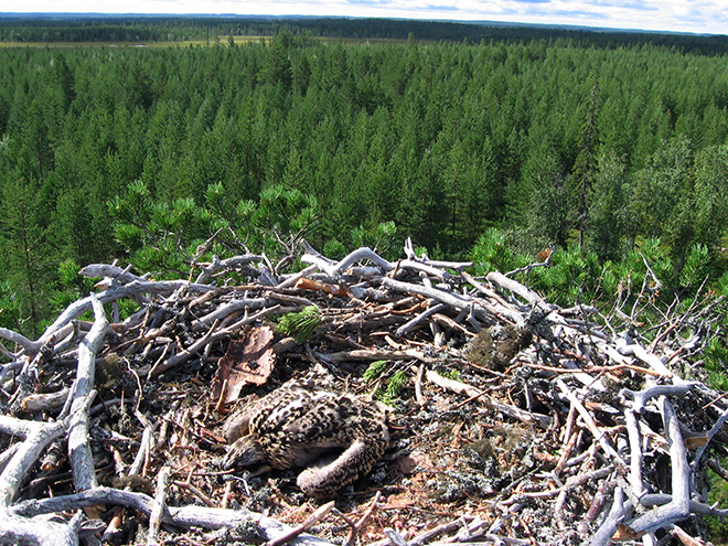 Taivalkoskelaiselta sääksen tekopesältä on esteetön näköala eri suuntiin. Poikanen naamioituu painautumalla pesään. Kuva Jani Suua