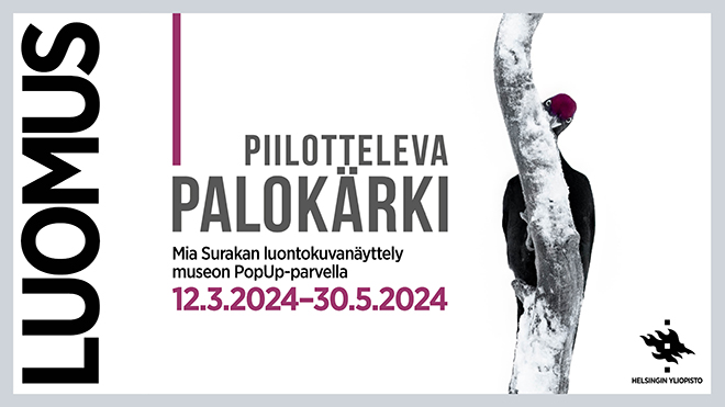 Mia Surakan valokuvanäyttely Piilotteleva palokärki 12.3.-30.5.24