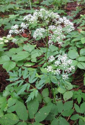 Pimpinella major