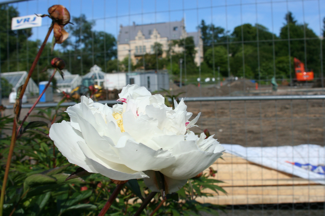 Kiinanpioni evakkopuutarhassa, taustalla työmaa ja kasvimuseo. (Kuva: Annika Ljungberg/Luomus)