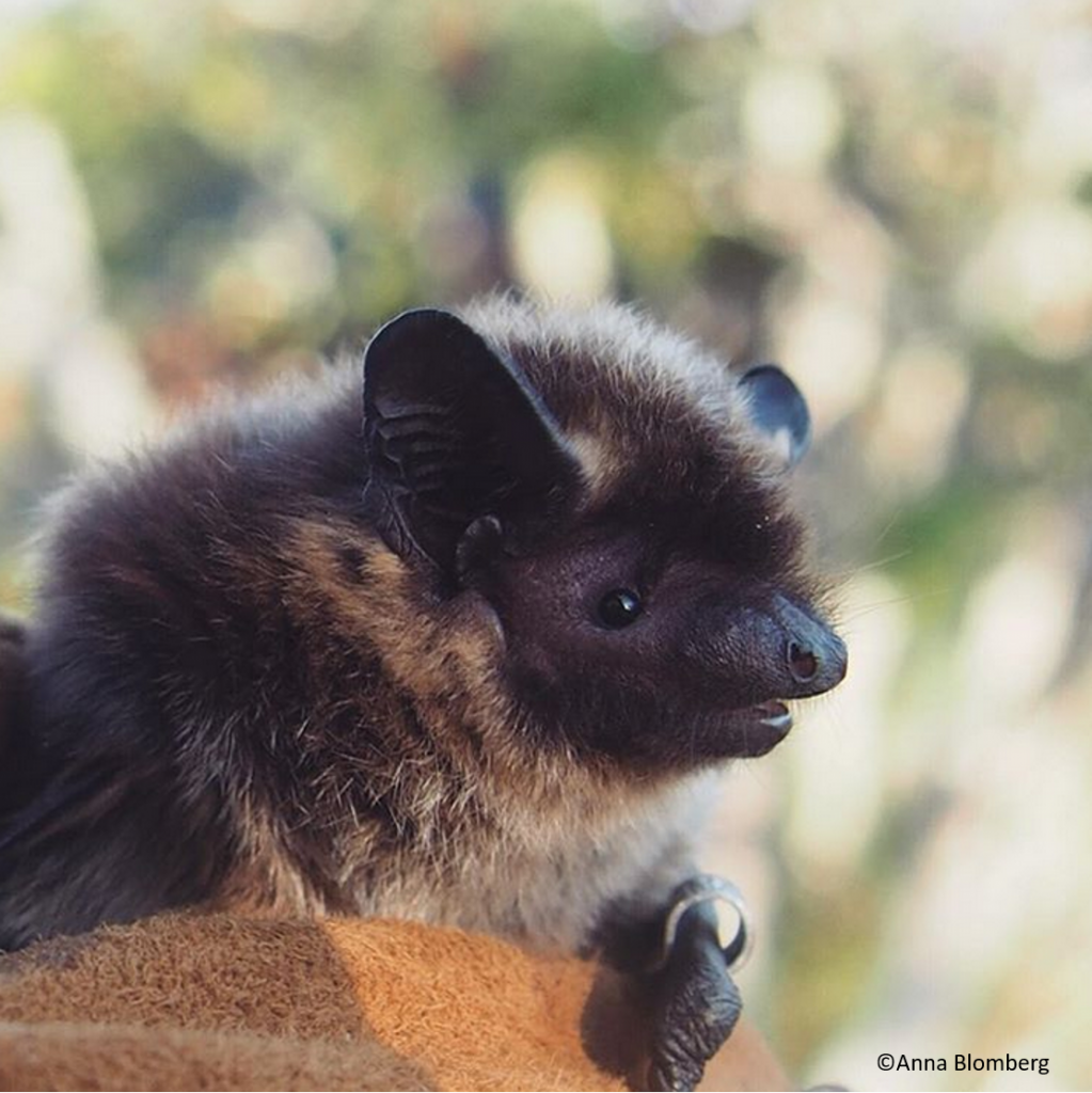 Northern bat is the most common bat species in Finland. Photo: Anna Blomberg