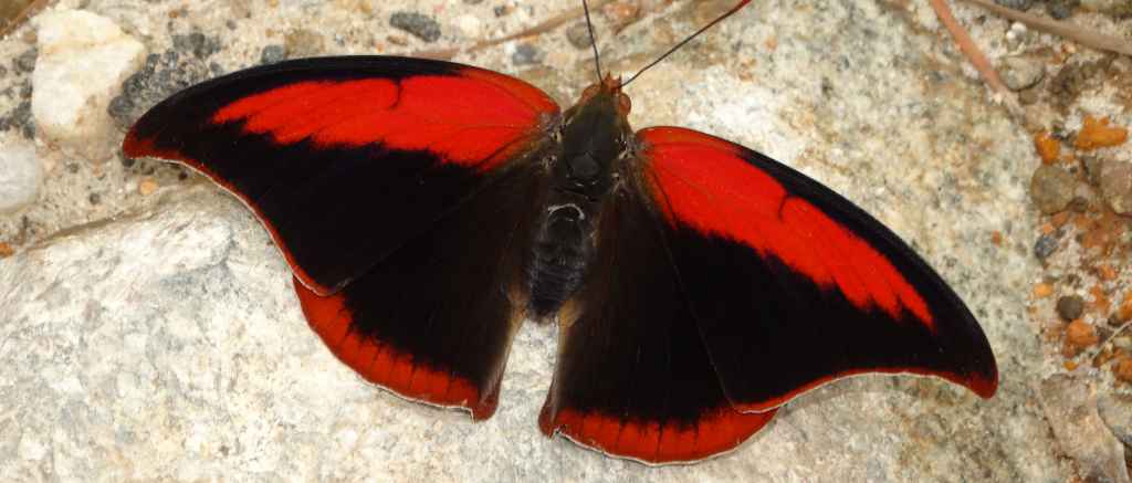 Polygrapha suprema (Schaus, 1920), a rare and endangered butterfly exclusive to the high mountains of Atlantic Forest (Brazil). Threatened by habitat loss. Photo by Augusto Rosa.