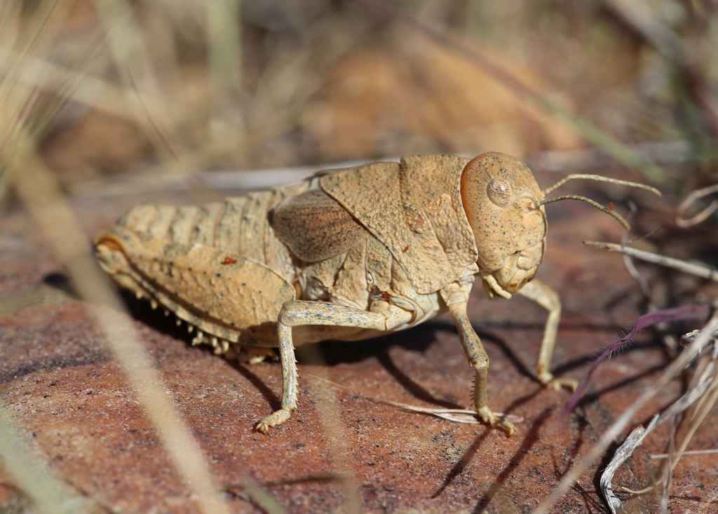 Prionotropis rhodanica Uvarov, 1923, the Crau Plain Grasshopper, critically endangered and exclusive to southern France. Threatened by habitat loss including road construction. Photo by Axel Hochkirch.