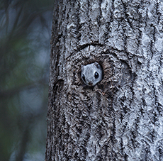 Siberian flying squirrel (<em>Pteromys volans</em>) (Photo: Marko Schrader)