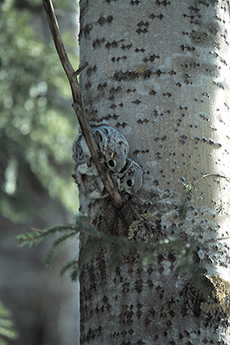 Flying squirrel (Photo: Mikko Hannonen)