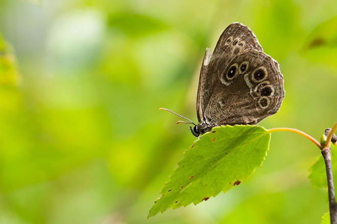 The number of mire habitats suitable to the woodland brown has decreased, and there is significant variance in the number of individuals. The woodland brown is classified as endangered (EN). Photo by Pekka Malinen/Luomus  