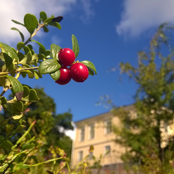 Kumpulan kasvitieteellinen puutarha, kuva Salla Mehtälä