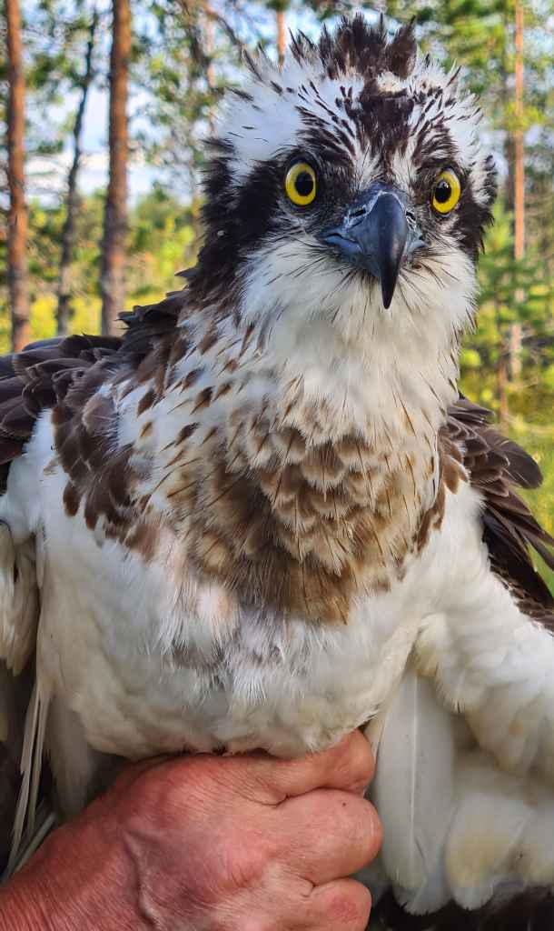 Risto the Satellite Osprey