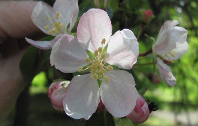 Metsäomenapuu Malus sylvestris 00ZZ-242. Terälehdet eivät kosketa toisiaan. Kuva LUOMUS/Paula Havas-Matilainen 20.5.2016