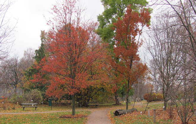 Kaisaniemen laavapihlajat Sorbus alnifolia 1976-33 (vasemmalla) ja 1977-29 (oikealla). Kuva: LUOMUS/Paula Havas-Matilainen 1.11.2015