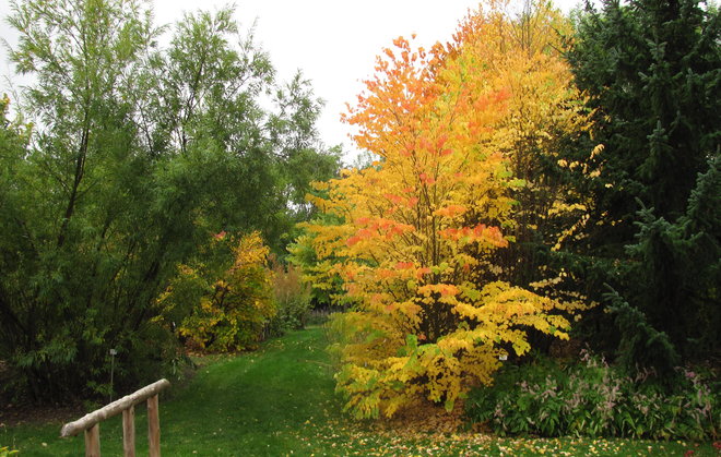 Pikkulehtikatsura (Cercidiphyllum japonicum 1993-565). Kuva LUOMUS/Paula Havas-Matilainen 28.9.2016