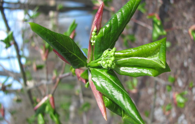 Lyhtysorvarinpensaalla (Euonymus macropterus 1993-733) on kätevä tapa puhjeta nopeasti täyteen lehteen. Kuva LUOMUS/Paula Havas-Matilainen 19.4.2016