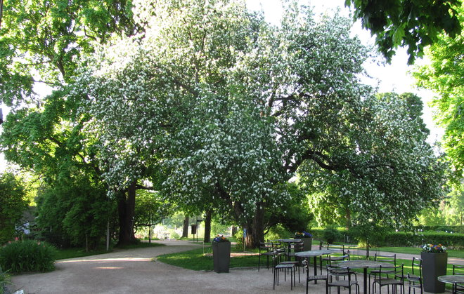 Kumpulan puutarhan kesäkahvila Kapusiinin terassilla voi nauttia siperianomenapuun (Malus prunifolia 00XX-149) kukinnasta. Kuva LUOMUS/Paula Havas-Matilainen 24.5.2016