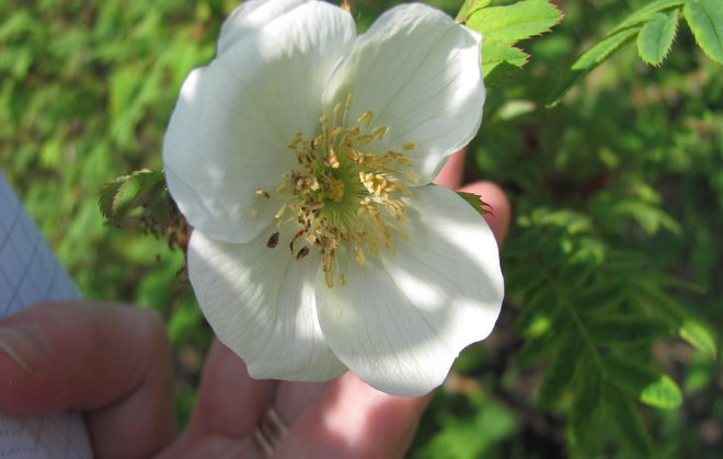 Rosa sertata -nimellä saatu ruusu 1996-463 onkin Rosa sericea! Kuva LUOMUS/Paula Havas-Matilainen 4.6.2014