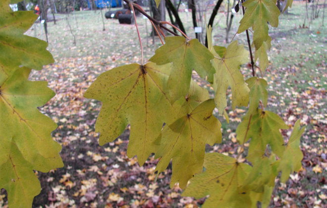 Niverävaahtera Acer campestre 00ZZ-5:n lehtiä. Kuva LUOMUS/Paula Havas-Matilainen 16.11.2015