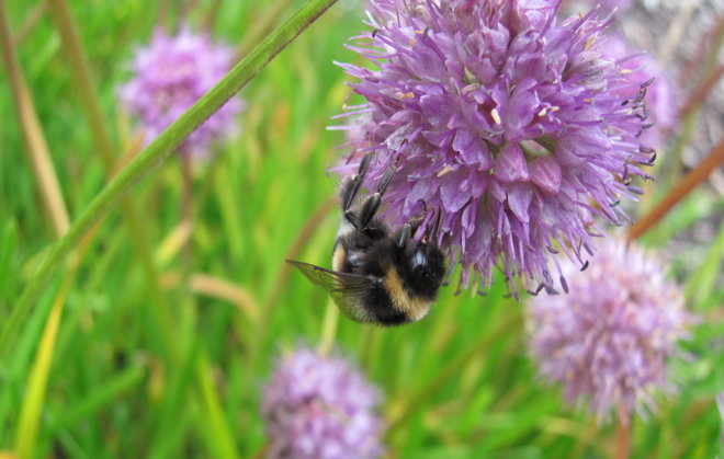 Vaarinlaukka (Allium senescens 2010-20). Kuva LUOMUS/Paula Havas-Matilainen 25.9.2015