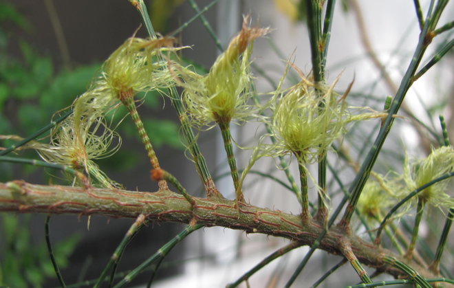 Allocasuarina distyla 2011-761:n emikukintoja. Kuva LUOMUS/Paula Havas-Matilainen 2.3.2016