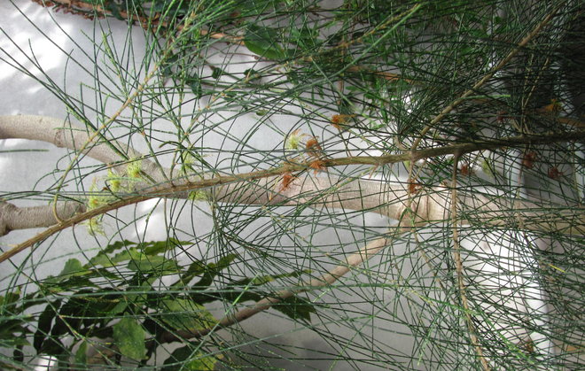 Allocasuarina distyla 2011-761 on varsin erikoisen näköinen kasvi. Kuva LUOMUS/Paula Havas-Matilainen 2.3.2016