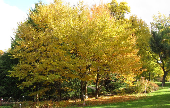 Keltakoivu (Betula alleghaniensis 1997-443). Kuva: LUOMUS/Paula Havas-Matilainen 20.10.2015