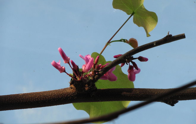 Juudaksenpuu (Cercis siliquastrum 1996-48) kukkii. Kuva LUOMUS/Paula Havas-Matilainen 2.3.2016