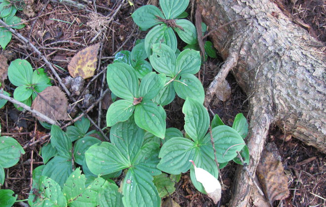 Kanadanruohokanukka (Cornus canadensis 2010-56). Kuva LUOMUS/Paula Havas-Matilainen 25.9.2015