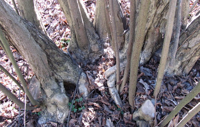 Amerikanpähkinäpensaan (Corylus americana 00ZZ-120) tyveä. Kuva LUOMUS/Paula Havas-Matilainen 14.4.2016