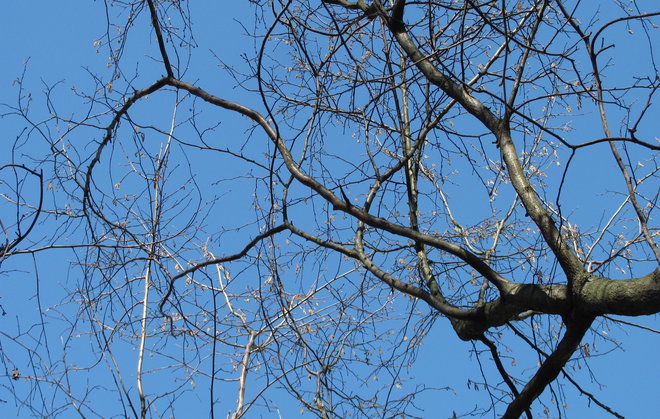 Amerikanpähkinäpensas (Corylus americana 00ZZ-121) kukkii. Kuva LUOMUS/Paula Havas-Matilainen 14.4.2016