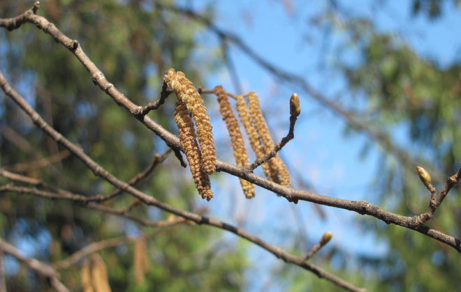 Euroopanpähkinäpensas (Corylus avellana 00ZZ-126) on jo kukkinut. Kuva LUOMUS/Paula Havas-Matilainen 14.4.2016