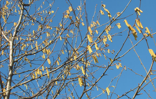 Euroopanpähkinäpensas (Corylus avellana 1995-496) kukkii. Kuva LUOMUS/Paula Havas-Matilainen 16.3.2016