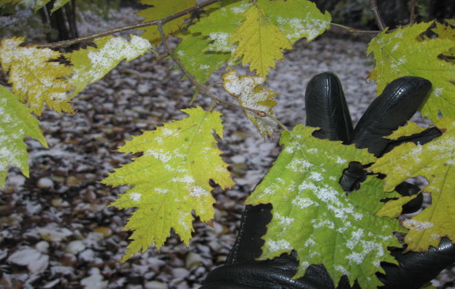 Liuskapähkinäpensaan (Corylus avellana 'Heterophylla 00ZZ-131) lehtiä 22.11.2015. Kuva LUOMUS/Paula Havas-Matilainen